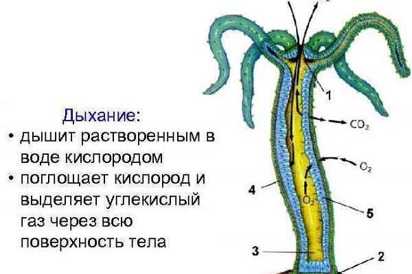 Актуальные ссылки омг